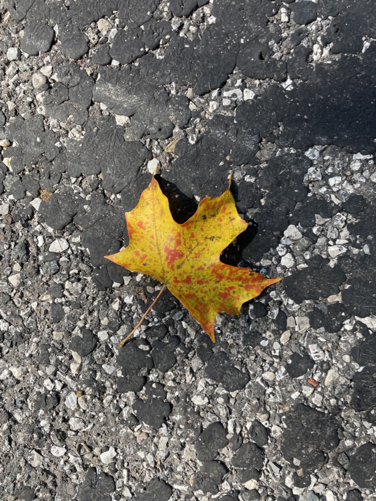 Maple leaf on the road